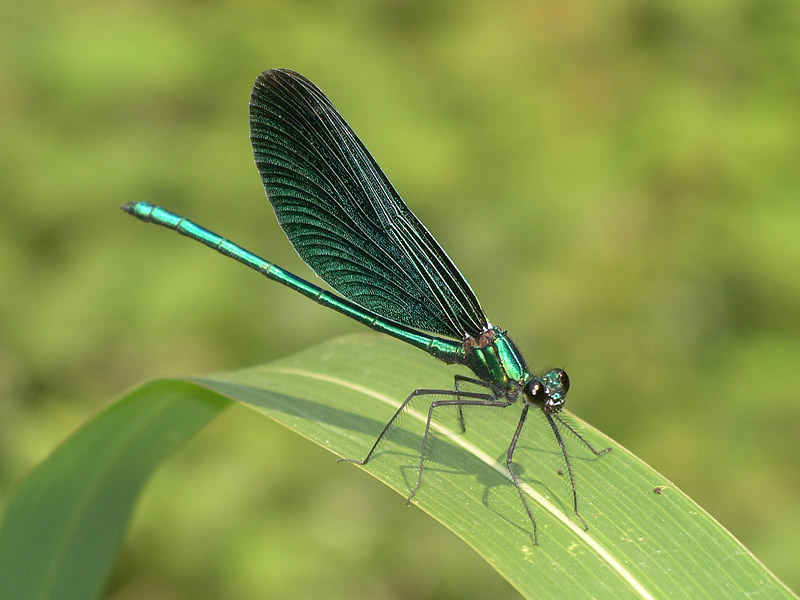 Tutte Calopteryx virgo